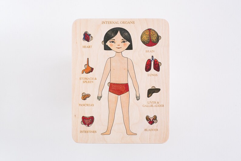 Wooden Human Body Anatomy Puzzle